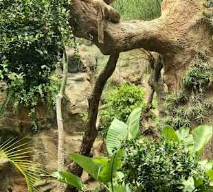 Grosskatzen im Loro Park.
