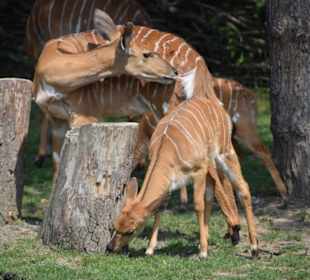 Tieflandnyalaantilope