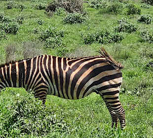 Zebra