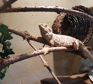 Nibelungenhalle Reptilienzoo