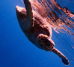 Schnorcheln Marsa Alam