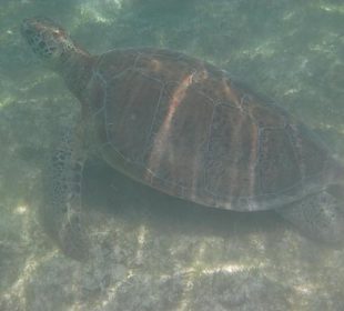 Unterwasserwelt Akumal