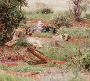 Dösen in der Mittagssonne