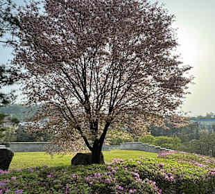 Namsangol Hanok Village
