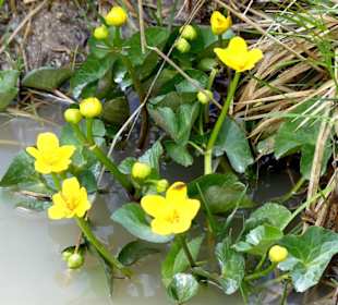 Sumpfdotterblume am Weg