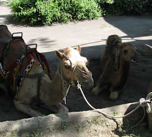 В зоопарке Бали