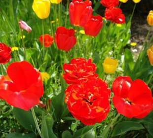 Осторов майнау