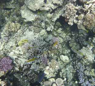 Schnorcheln Makadi Bay