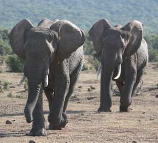 Addo Elephant Park