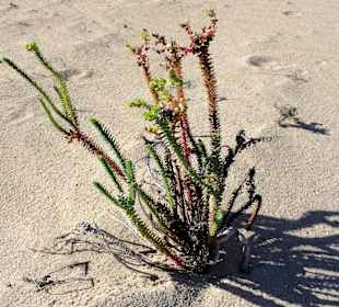 Impressionen aus der Dünenlandschaft