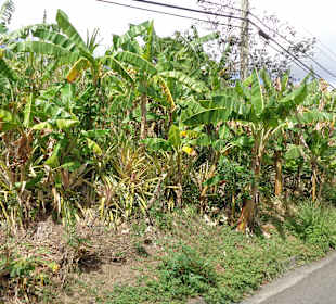 Plantagen in den Bergen