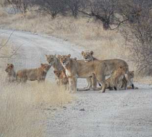 An der S101 nahe dem  Shingwedzi Camp