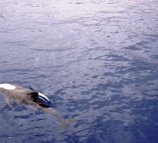 Delfin nah am Schiff