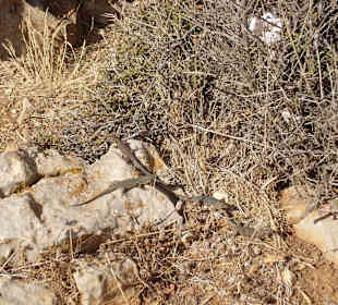 Eidechsen auf der Tracheninsel