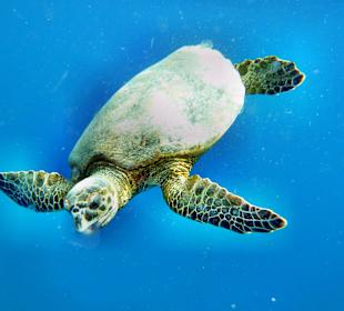 Echte Karettschildkröte