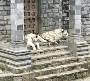 Weisse Tiger. Herrliche Tiere