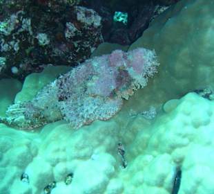 Stein, Koralle oder Fisch?