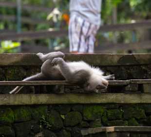 Einer der vielen Affen hier