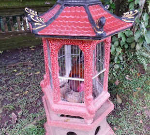 Huhn im Schrein