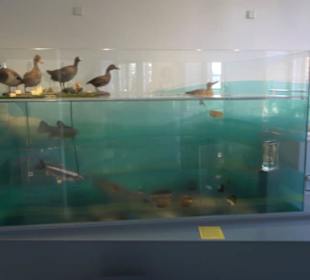 Museum für Naturkunde