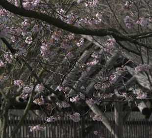 Japangarten Stuttgart