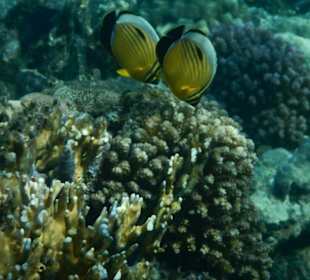 Fische im hauseigenen Riff