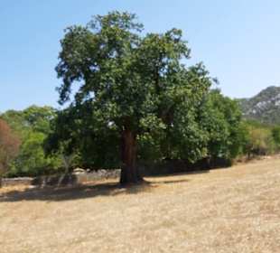 Dieser Maonenbaum ist 600 Jahre alt