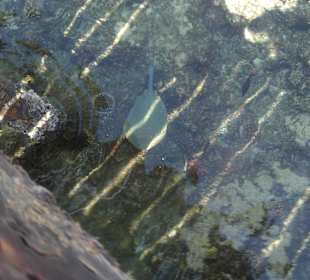 Vom Steg aus gesehen