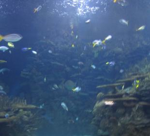 Aquarium / Oceanongrafic