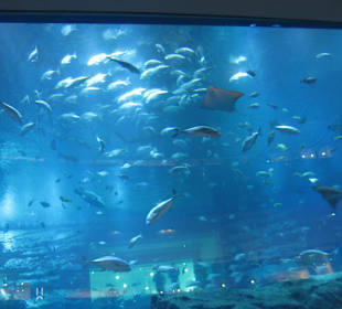 Großes Aquarium in der Dubai Mall