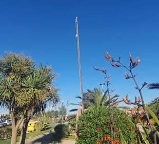 Palmenpracht Zenith Bibione