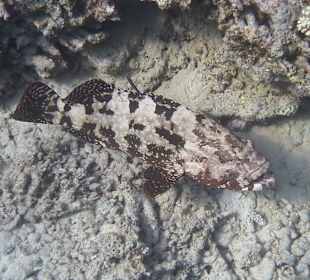 Hausriff - Zackenbarsch