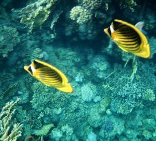 Sharm El Naga - faszinierende Unterwasserwelt