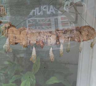 Der "Geburtsvorgang"