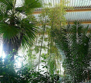 Pijalnia Wód - Palmiarnia