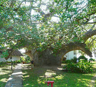 Baobab im Nachbarhotel