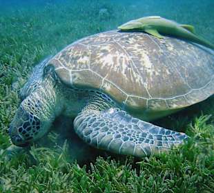 Schildkröte2