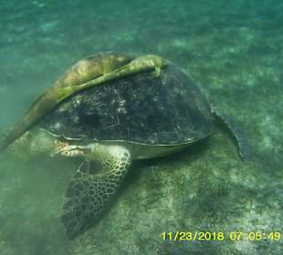 Schnorcheln Marsa Alam