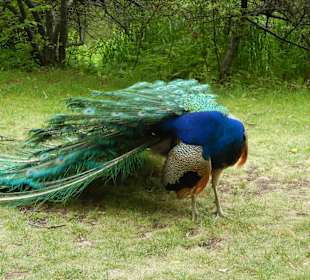 Park der Bäder Pfau