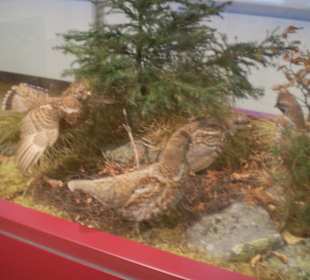 Zoologisches Forschungsmuseum Alexander Koenig