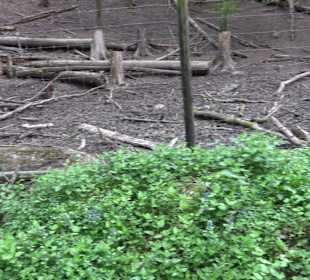 Wildgehege im Rammert