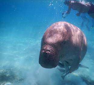 In der Mubarak Bucht