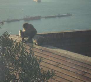 Affen bei der Körperpflege