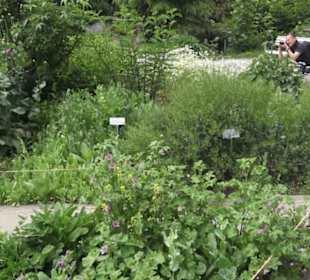 Alter botanischer Garten