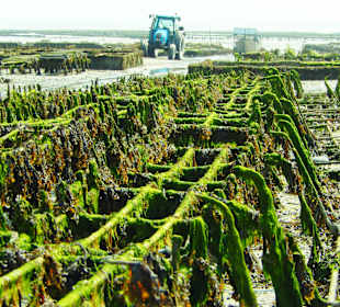 Tragegestelle der Austernkörbe