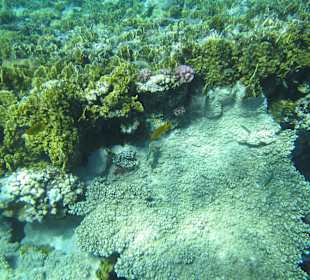 Schnorcheln Sharm El Naga