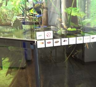 Staatliches Naturkunde Museum