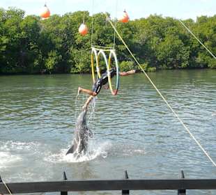 Ritt auf dem Delfin und Flug durch die Ringe 