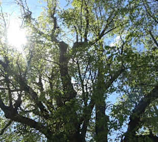 Naturdenkmal Klafertlinde