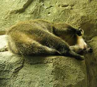 Coatimundi
